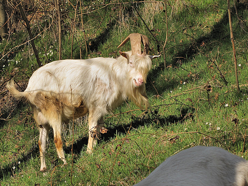 Animali al pascolo